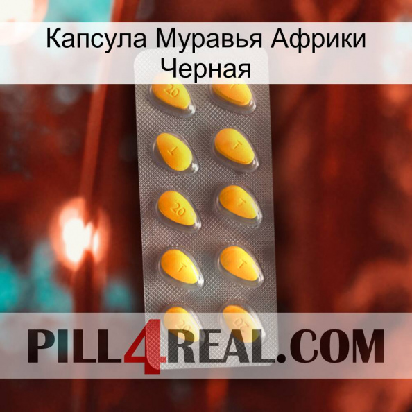 Капсула Муравья Африки Черная cialis1.jpg